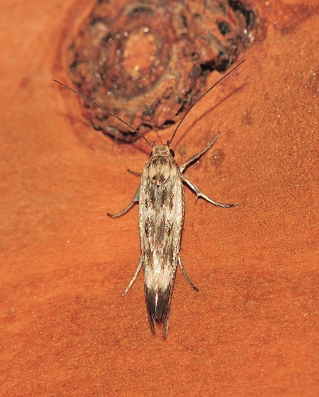 Nuovi Microlepidotteri del 2012 - Scythris limbella